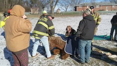 PHOTOS: Beaver County rescuers help remove 32-year-old horse stuck in mud