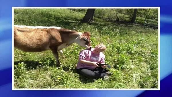 ‘They were our family’: several dead animals thrown over hillside in Fayette County