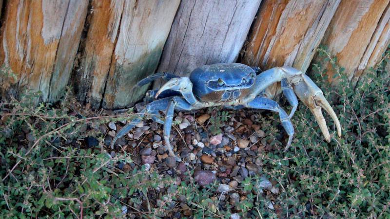 Wildlife officials warn about invasive blue crab species