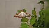 Invasive box tree moth discovered in Western Pennsylvania