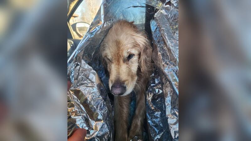 Two dogs are now safe after they were stranded Friday morning on St. George Lake in Liberty, Maine.