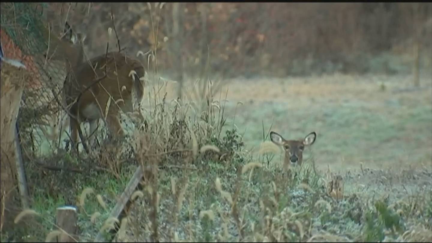 匹兹堡市的两个公园正在进行弓箭狩猎以控制鹿群数量