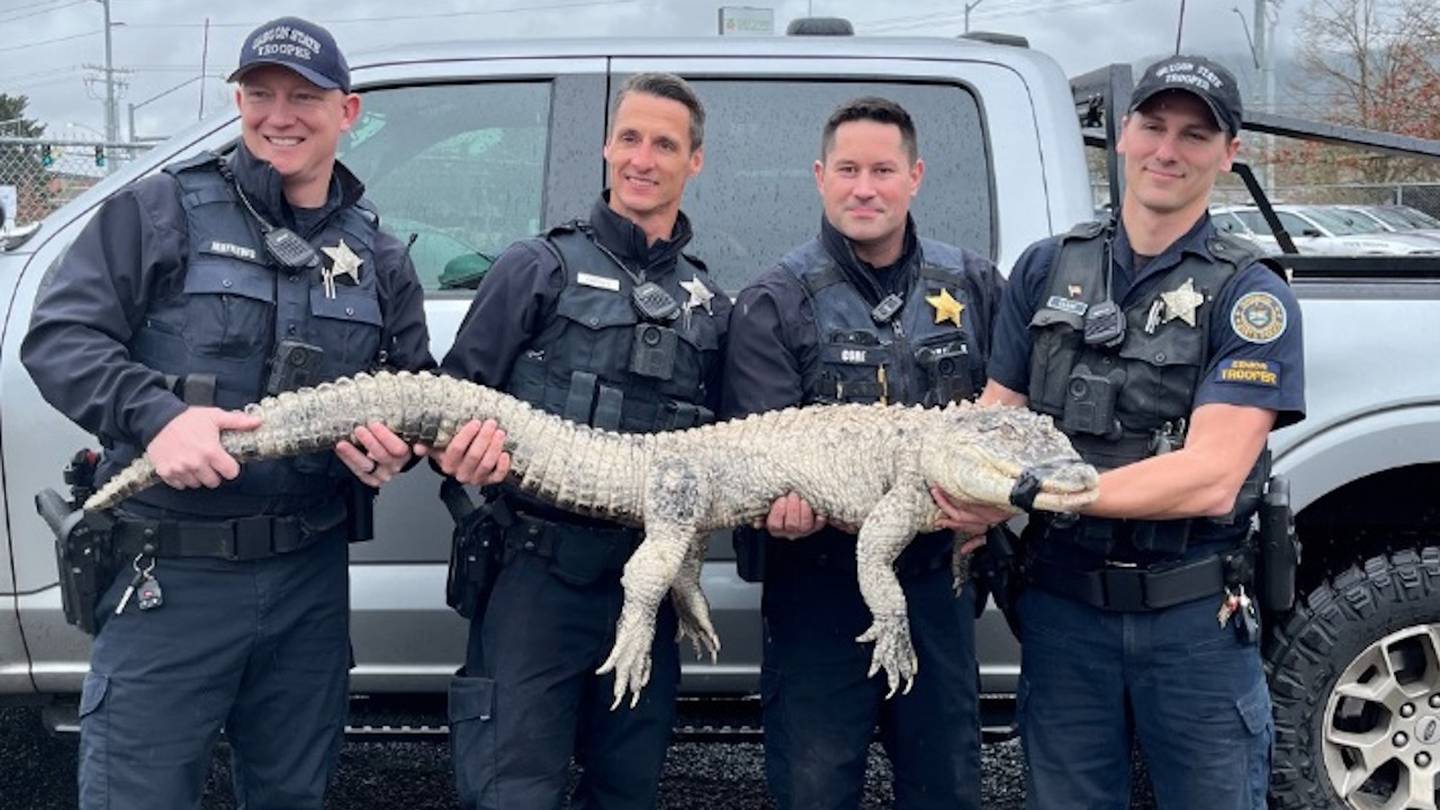 Pet alligator seized by Oregon State Police – WPXI