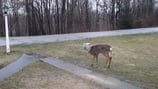 Deer with container stuck on its head spotted in Pittsburgh area