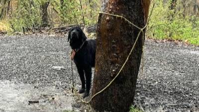 Local shelter working to help dog found abandoned, tied to tree in McCandless park