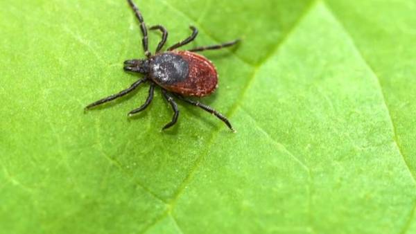 Tick-borne diseases pose ‘public health crisis’ in PA, experts say