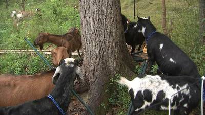 PHOTOS: Goats make second visit to Frick Park and end tours in Schenley Park