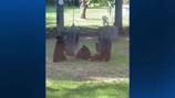 Bear cubs spotted playing in Butler County