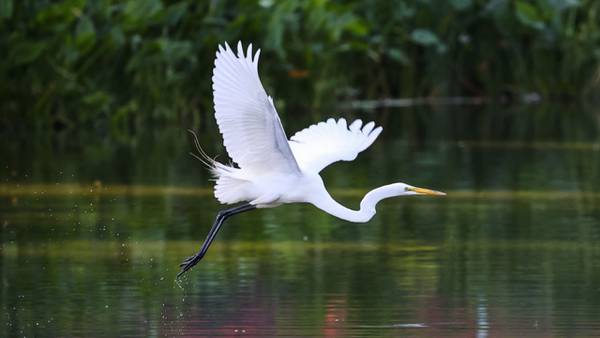 Egrets die, hatchlings fall from trees during Texas fireworks show