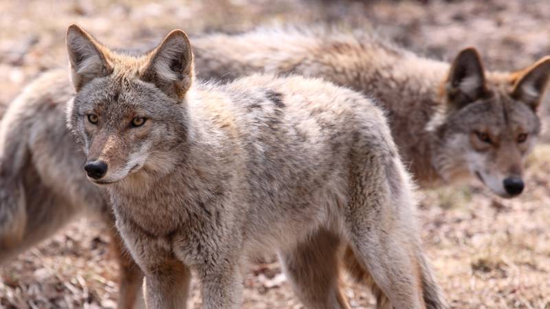 A woman in Los Angeles discovered that a coyote family had been living under her house.