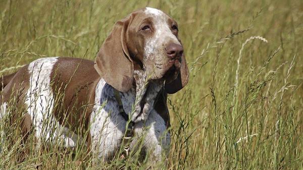 New breed, bracco Italiano, added to American Kennel Club roster