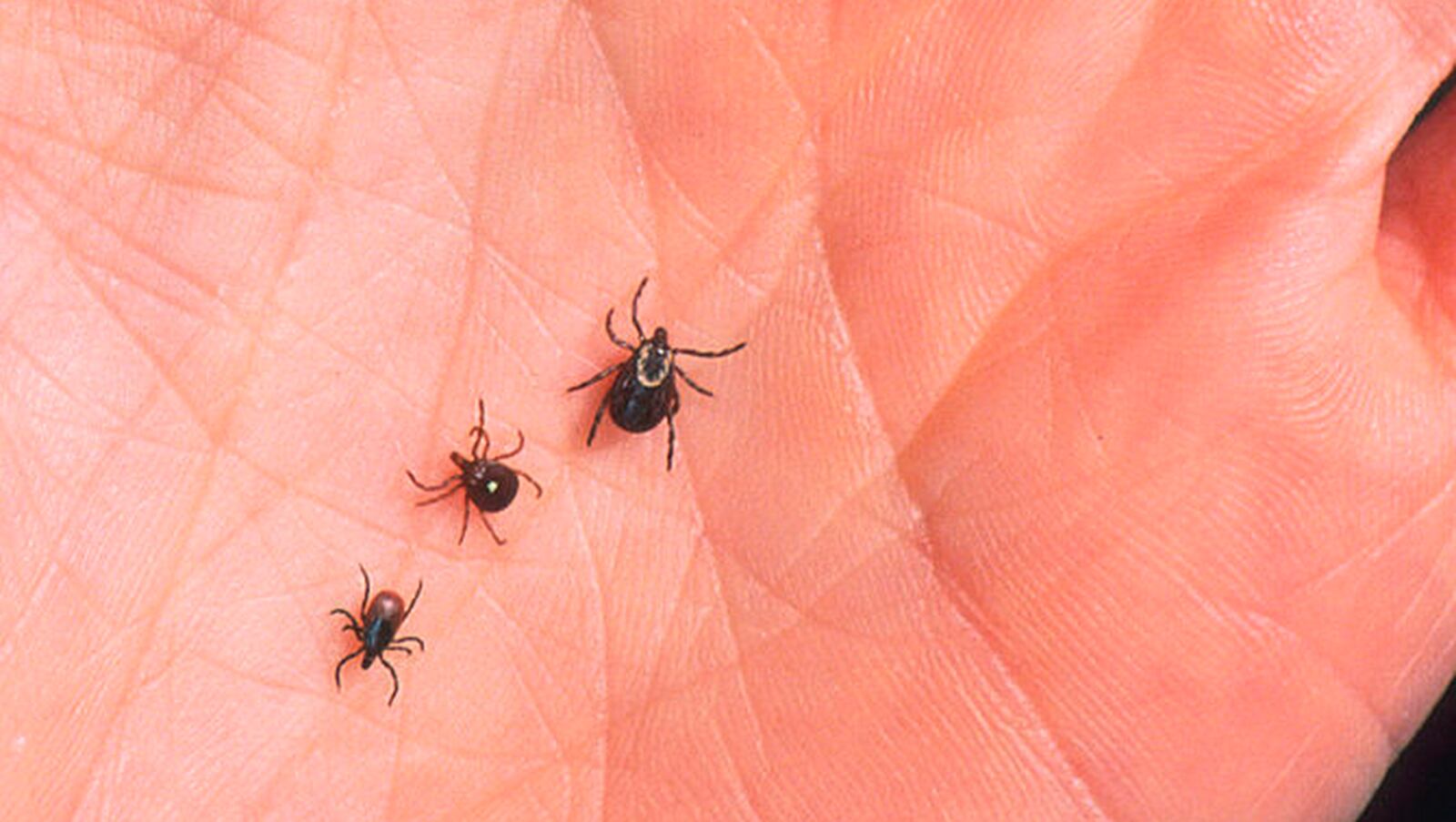 Pennsylvania is warning residents to be wary of ticks WPXI