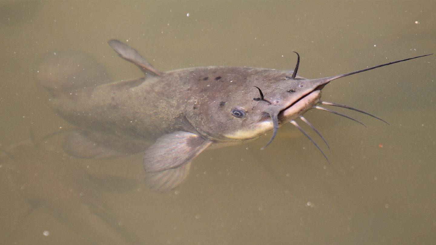 Big catfishing opportunities abound on the Ohio River – Ohio Ag