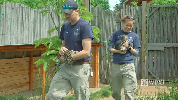 PHOTOS: Pittsburgh Zoo's clouded leopard cub makes new friend