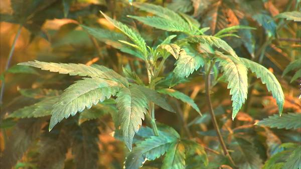 Lawmakers call for change in marijuana classification, residents weigh in