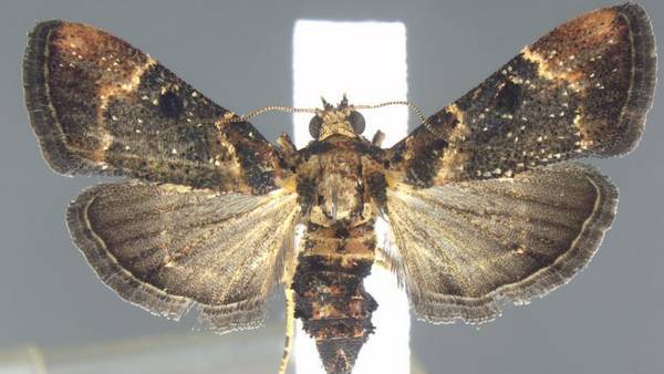 Moth species not seen in more than 100 years found in bag at Detroit Metro Airport