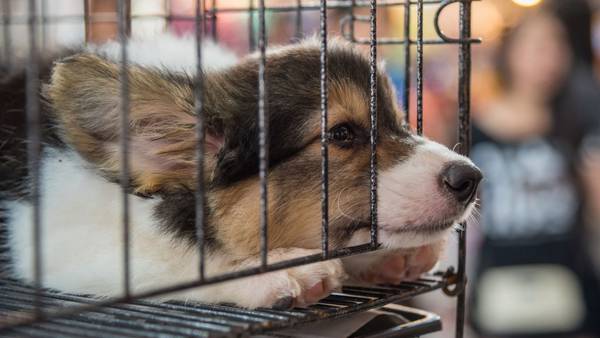 Consumers warned to be aware of puppy scams this holiday season