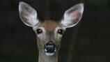 6 charged, accused of killing over 100 deer in Pennsylvania poaching spree