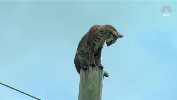 Bobcat climbs power pole in Florida
