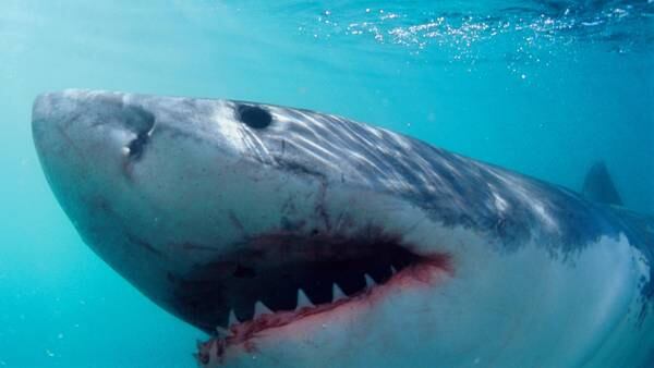 Myrtle Beach shark attacks: Woman attacked in waist-deep water, grandson 10 feet away