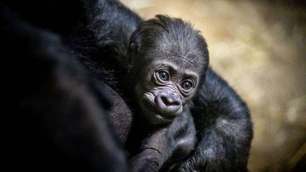 Naming contest held for newborn gorilla born at Pittsburgh Zoo on Valentine’s Day