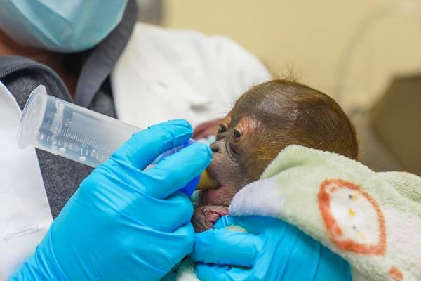 Florida zoo welcomes baby orangutan