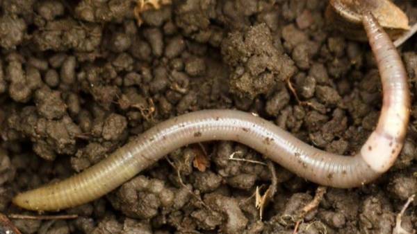 Invasive jumping worms reported in 34 states