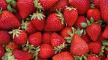 Soergel Orchards in Wexford cancels Strawberry Festival