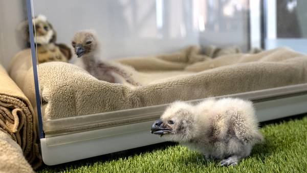 PHOTOS: 2 Eurasian eagle-owls born at the National Aviary