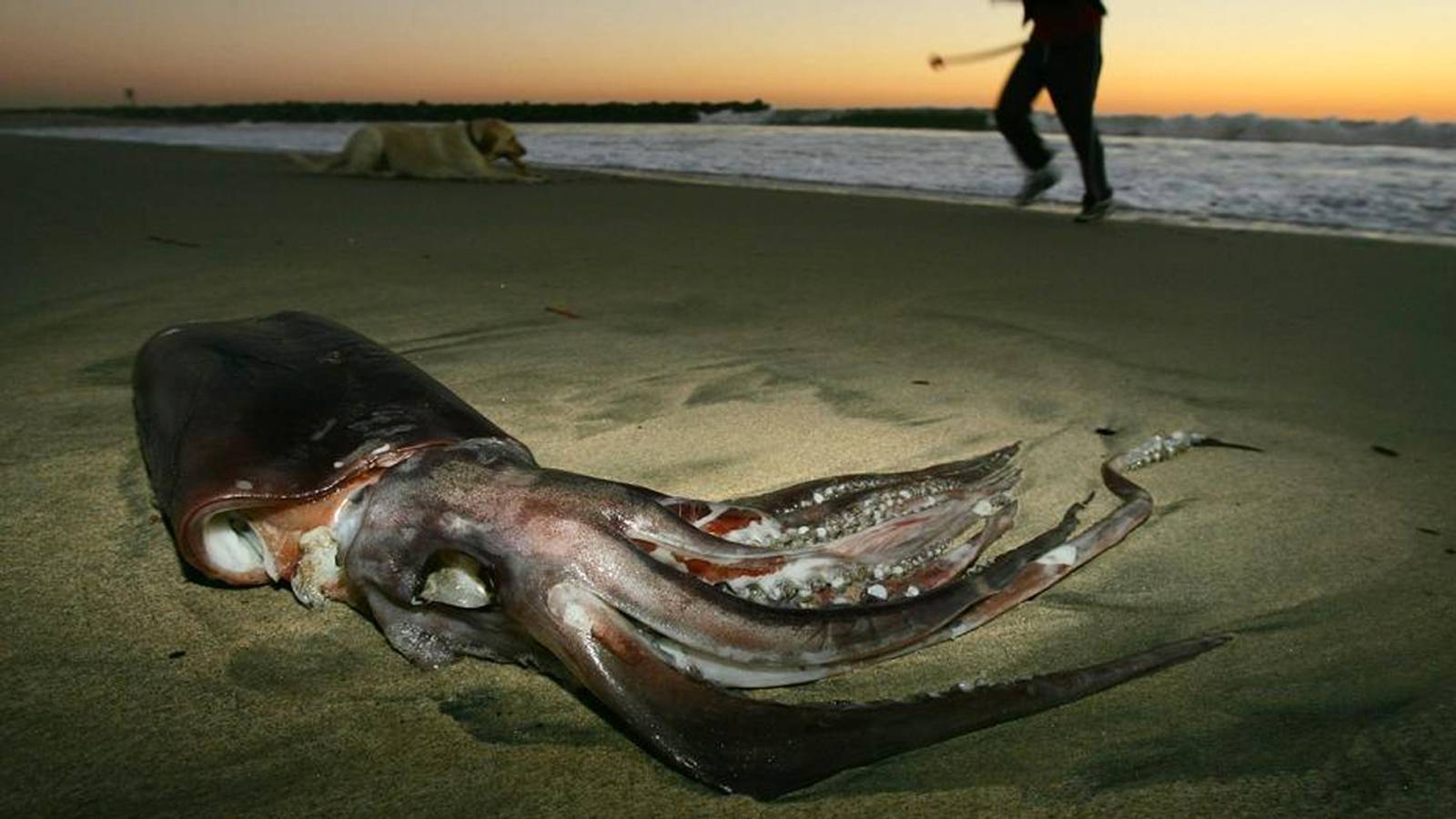 Giant squid 14 feet long washes ashore on New Zealand beach WPXI