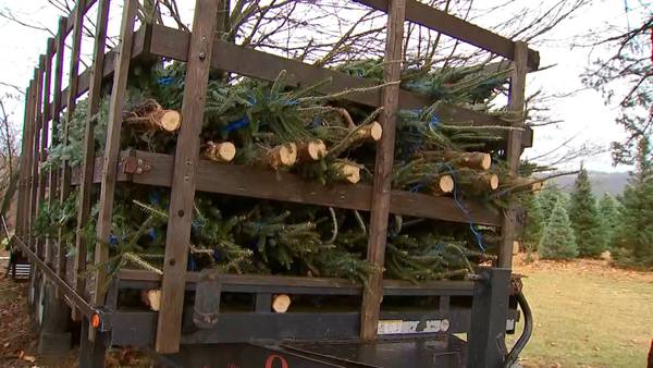 900 trees damaged by deer at Evans City Christmas tree farm 