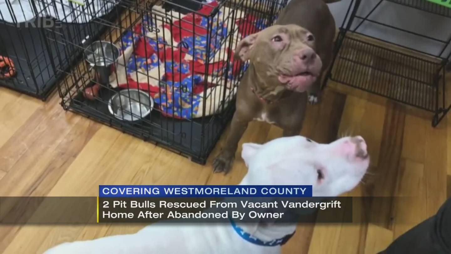 1 of 2 neglected pit bulls seen jumping from home s window to