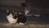 Neighbors concerned with amount of stray cats in Baden area