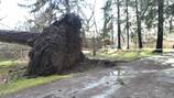 Trees downed, power lines destroyed, roads blocked after severe wind on Saturday