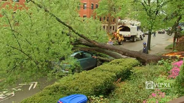 PHOTOS: Tree falls on car with women inside