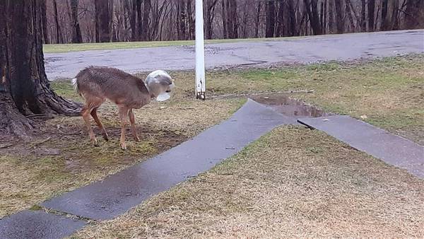 Neighbors work together to free deer from plastic jug stuck on its head