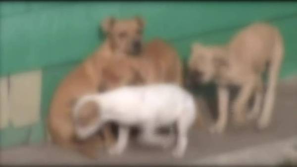 Forest Hills woman says her address, phone number are being used in puppy scam