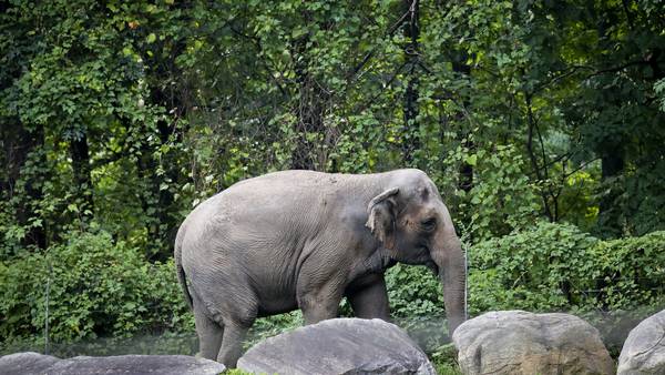 New York court to decide whether elephants have human rights