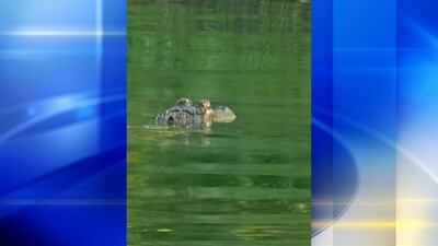 Another alligator spotted in the Kiski River 
