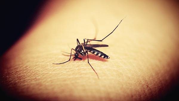 More mosquito samples from several Pittsburgh neighborhoods test positive for West Nile Virus