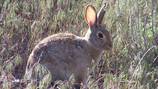 Pennsylvania Game Commission asks hunters to help track contagious virus, report dead rabbits