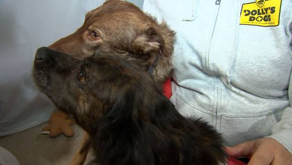 Local animal rescue helps dogs with special needs find homes