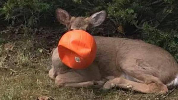 Neighbors rescue deer with plastic pumpkin stuck on its head