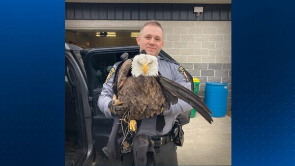 Pennsylvania state troopers rescue bald eagle hit by car