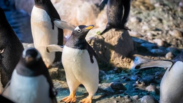 Penguin adapting to life with one wing at Pittsburgh Zoo & PPG Aquarium