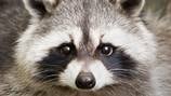 Residents of West Mifflin housing complex say raccoons have invaded their building