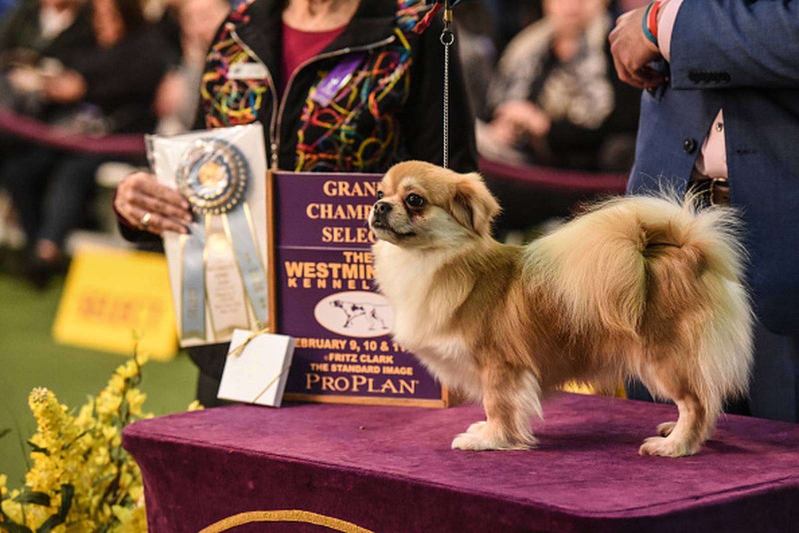 Westminster Dog Show 2020 See the best in show, group winners WPXI