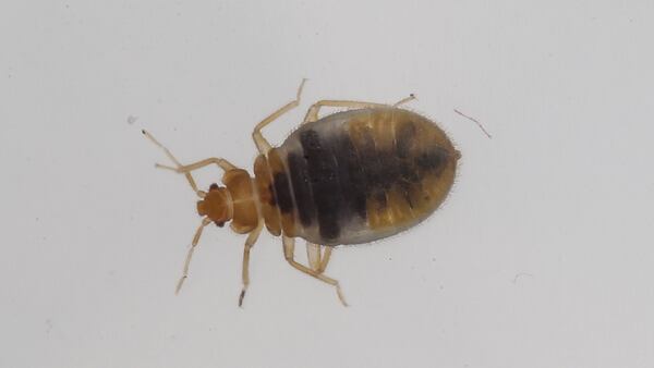 Senior housing facility in Homewood infested with bed bugs, residents say
