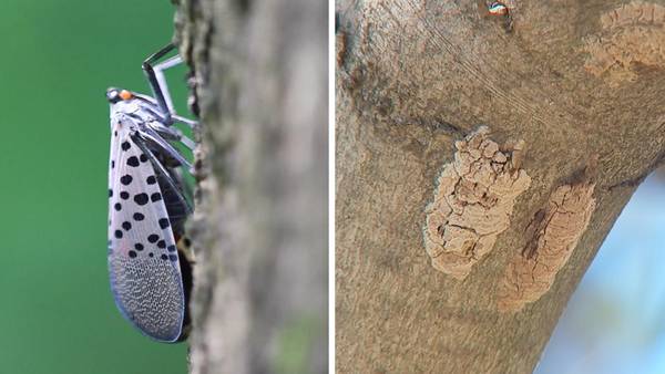 Spotted lanternflies will hatch earlier than usual this year, experts say