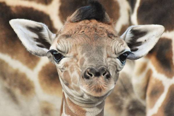 Florida’s Lion Country Safari welcomes giraffe calf